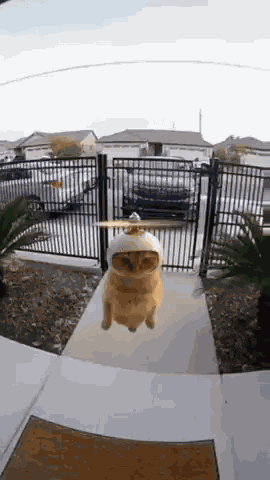 Cat Flying Propeller Hat GIF