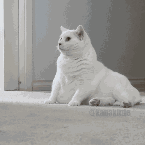 Cat Frustrated GIF