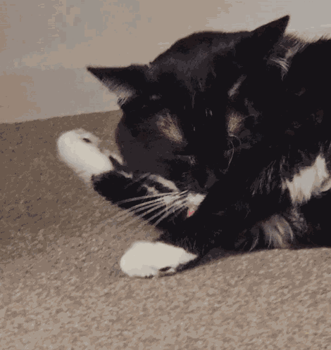Cat Funny Cat GIF