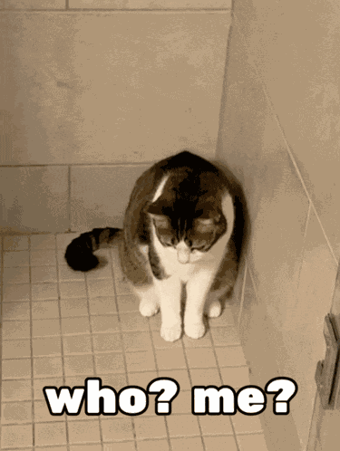 Cat Funny Cat GIF