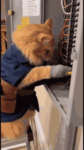 Cat Funny GIF