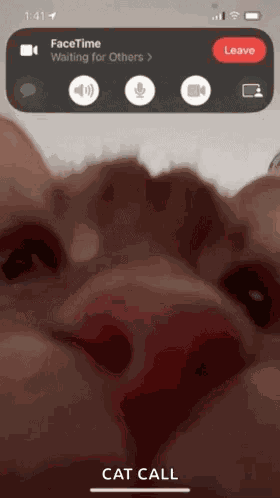 Cat Funny GIF