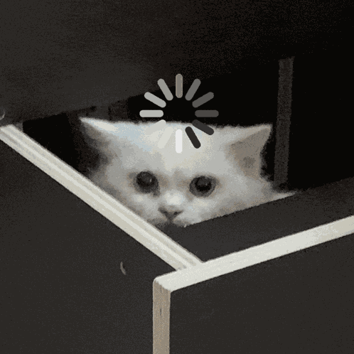 Cat Funny Stupid Loading Reloading Frozen GIF