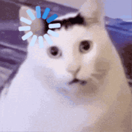 Cat Funny GIF