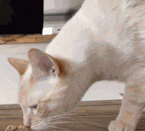 Cat Gagging GIF