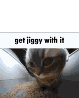 Cat Get Jiggy With It Sticker