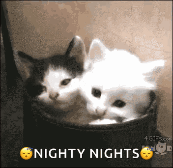 Cat Good Night GIF