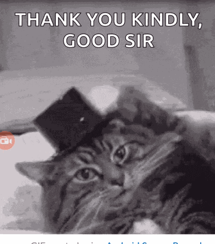 Cat GIF