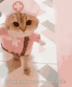 Cat GIF