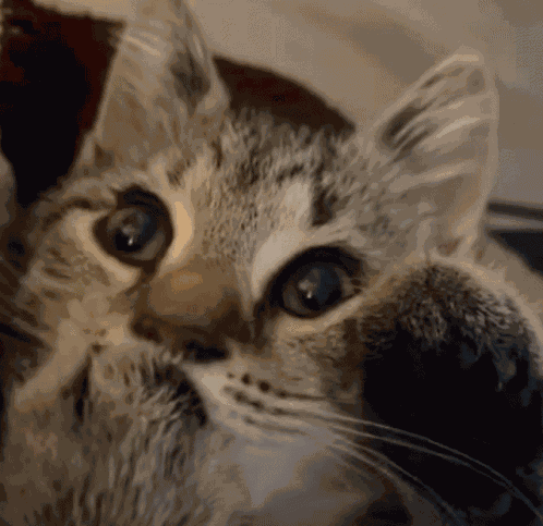Cat Hand GIF