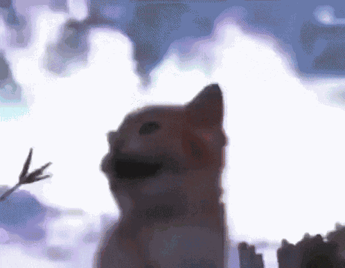 Cat Happy GIF