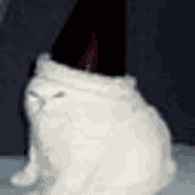 Cat Hat Meme