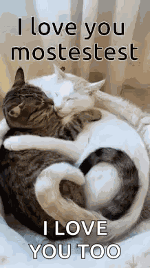 Cat Heart Sleeping GIF