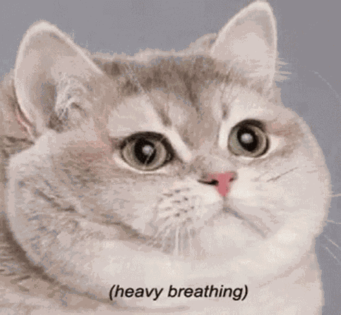 Cat Heavy Breathing GIF