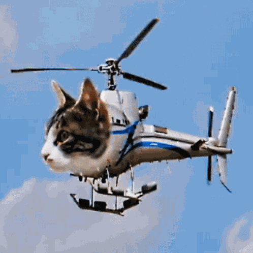 Cat Helicopter GIF