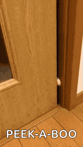 Cat Hello Cat Peek GIF
