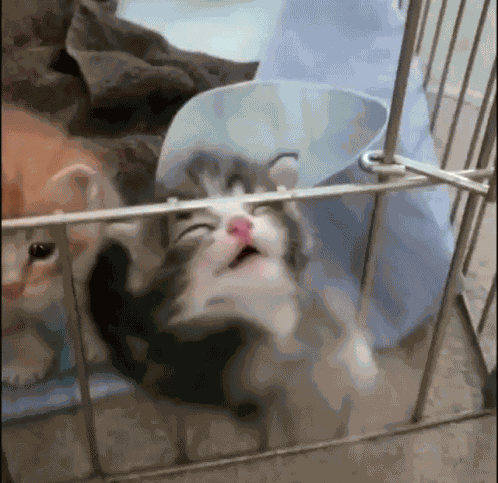 Cat Helpless GIF