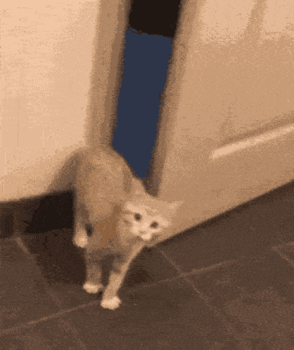 Cat Hiding Scared Cat GIF