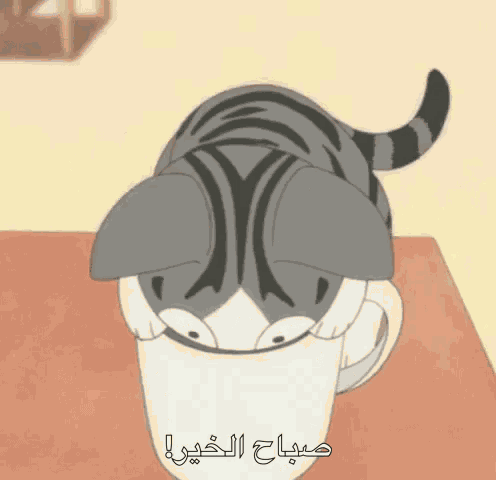 Cat GIF