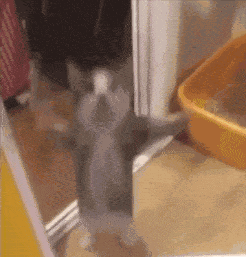 Cat Hyppy GIF
