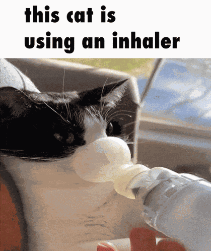 Cat Inhaler GIF