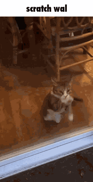 Cat Invisible GIF