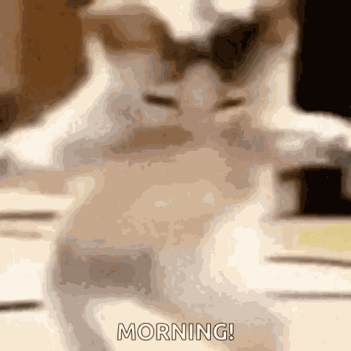 Cat GIF