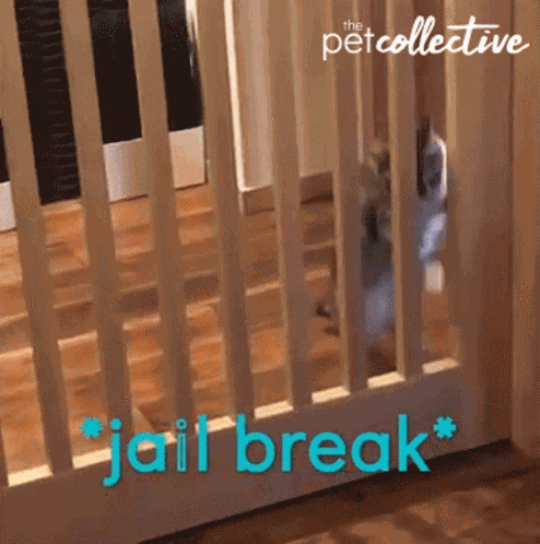 Cat Jailbreak GIF