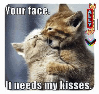 Cat Jokes Funny Cats GIF