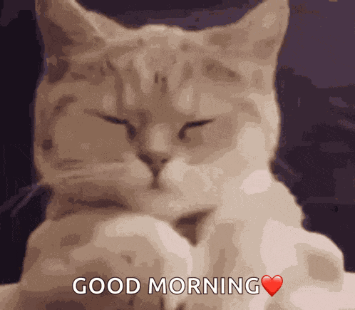 Cat GIF