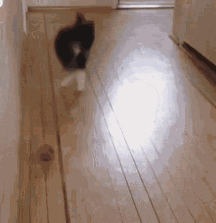 Cat Jumping GIF