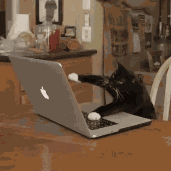 Cat Keyboard GIF