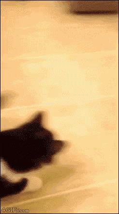 Cat Kid GIF