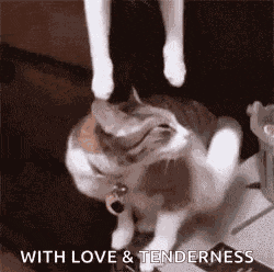 Cat Kiss GIF