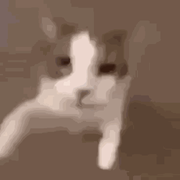 Cat Kiss GIF