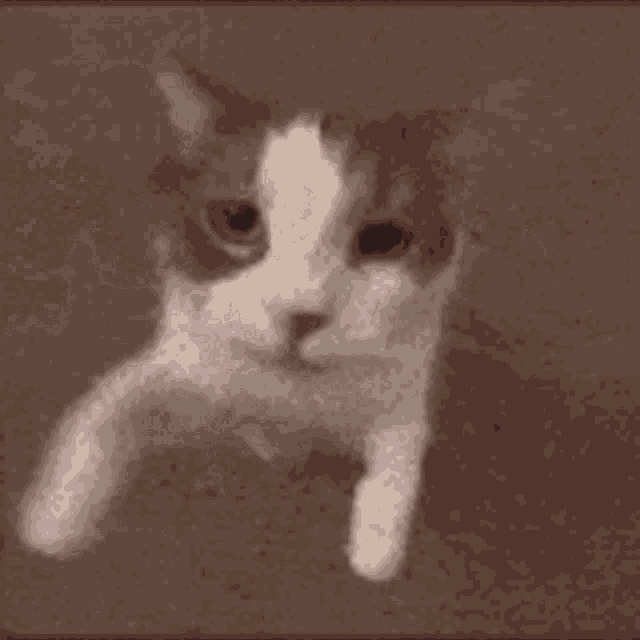 Cat Kitten GIF