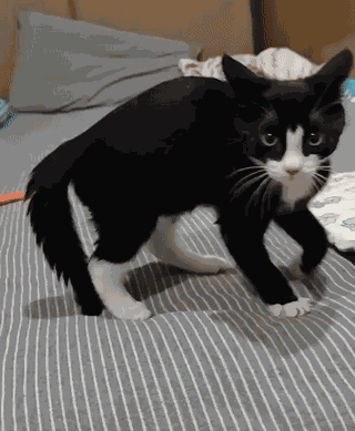Cat Kitten GIF