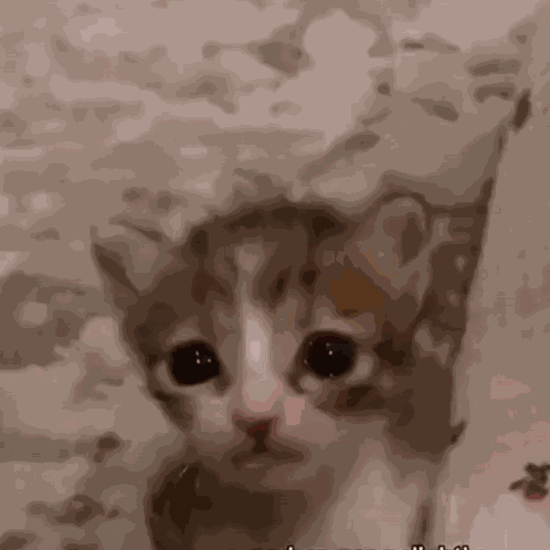 Cat Kitten GIF