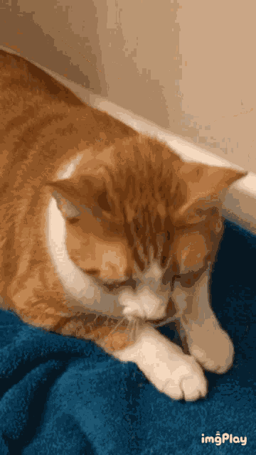 Cat Kitten GIF