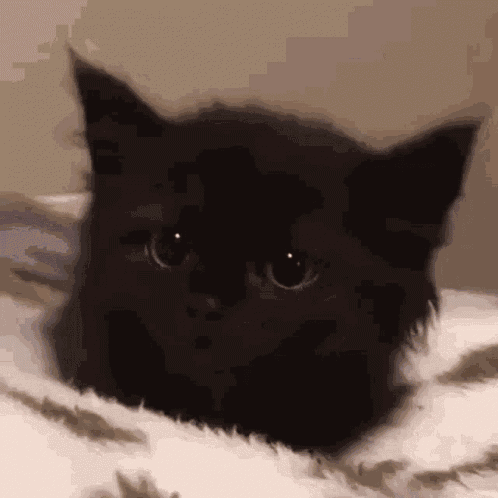Cat Kitten GIF