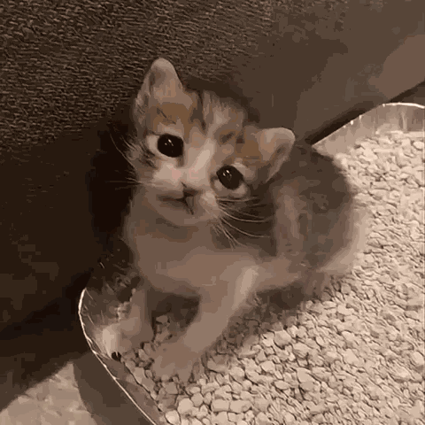 Cat Kitten GIF