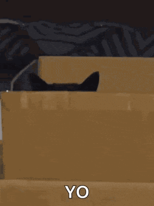Cat Kitten GIF GIF