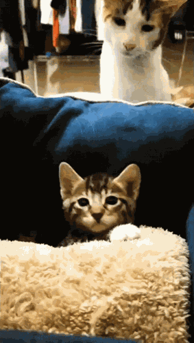 Cat Kitten GIF
