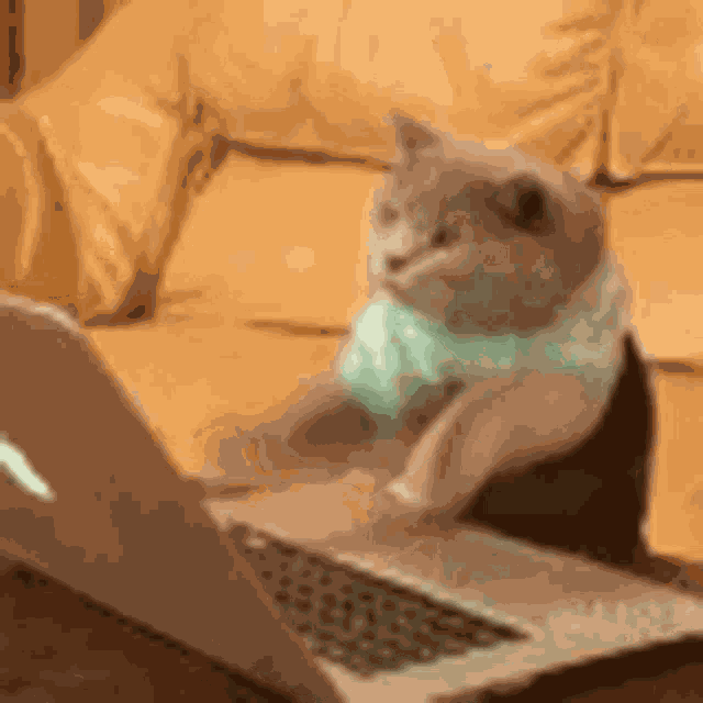 Cat Kitten GIF