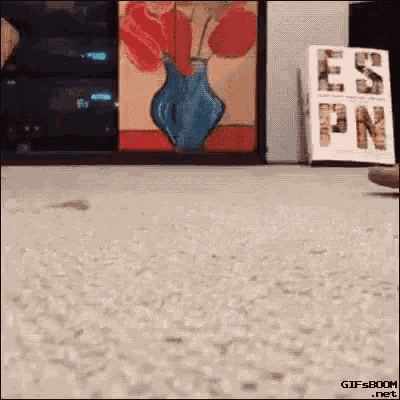 Cat Kitten GIF