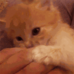 Cat Kitten GIF