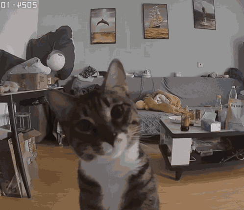 Cat Kitten GIF