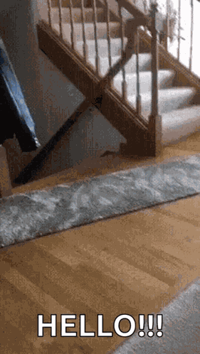 Cat Kitty GIF