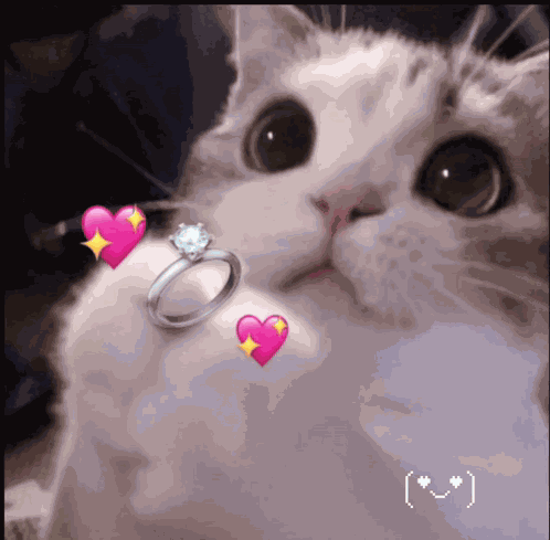 Cat Kitty GIF