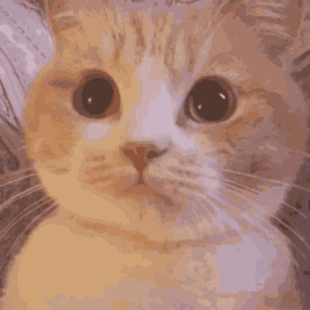 Cat Kitty GIF